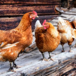 Posséder des poules comme solution écologique