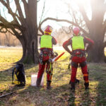 Deux bûcherons professionnels devant deux arbres à abattre