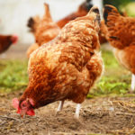 Poule mange de la terre de diatomée comme vermifuge naturel